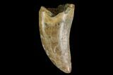 Serrated, Tyrannosaur Tooth - Judith River Formation #128512-1